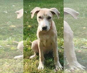 Labrador Retriever-Unknown Mix Dogs for adoption in Germantown, OH, USA