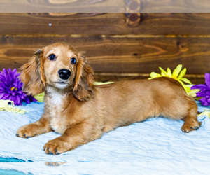 Medium Dachshund