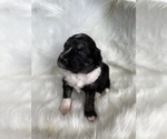 Small Photo #6 Aussiedoodle Puppy For Sale in UNIONVILLE, IA, USA