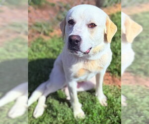Labrador Retriever-Unknown Mix Dogs for adoption in East Derry, NH, USA