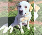 Small Labrador Retriever Mix