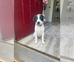 Small #17 Lab-Pointer