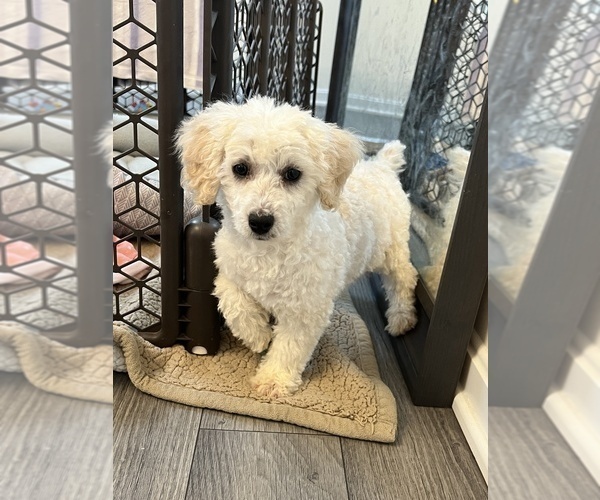 Medium Photo #3 Poodle (Miniature) Puppy For Sale in MARTINSVILLE, IN, USA