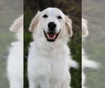 Small #8 Great Pyrenees