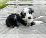 Puppy Boy Four Australian Shepherd