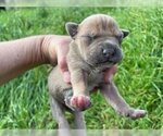 Small Photo #1 American Pit Bull Terrier Puppy For Sale in Houston, TX, USA