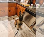 Small Mutt