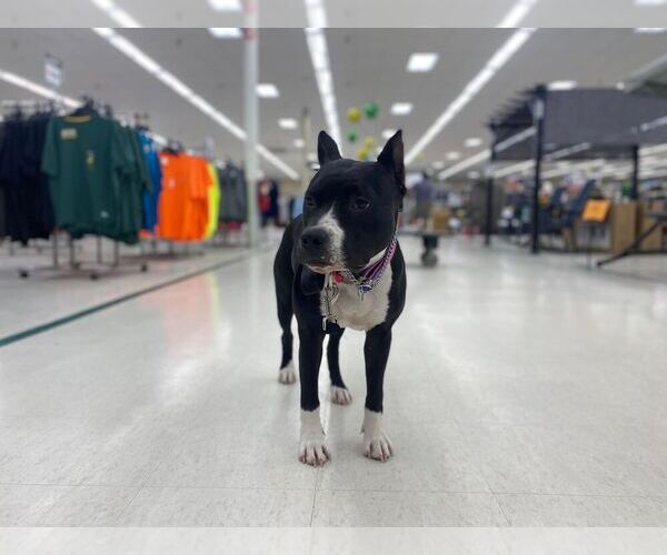 Medium Photo #1 American Staffordshire Terrier Puppy For Sale in STOCKBRIDGE, MI, USA