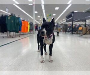 American Staffordshire Terrier Puppy for sale in STOCKBRIDGE, MI, USA