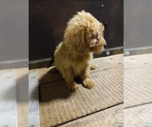 Medium Photo #8 Goldendoodle (Miniature) Puppy For Sale in HINCKLEY, MN, USA