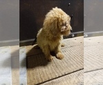 Small #7 Goldendoodle (Miniature)
