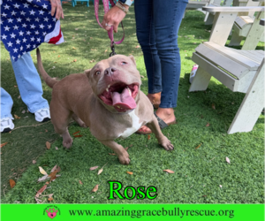 Rose - Female American Pit Bull Terrier-Unknown Mix Dog for Adoption - Photo #6