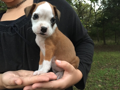 Medium Photo #1 Boxer Puppy For Sale in WINFIELD, KS, USA