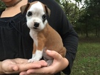 Small Photo #1 Boxer Puppy For Sale in WINFIELD, KS, USA