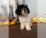 BichPoo puppies - Male Bichpoo Puppy for Sale - Photo #16