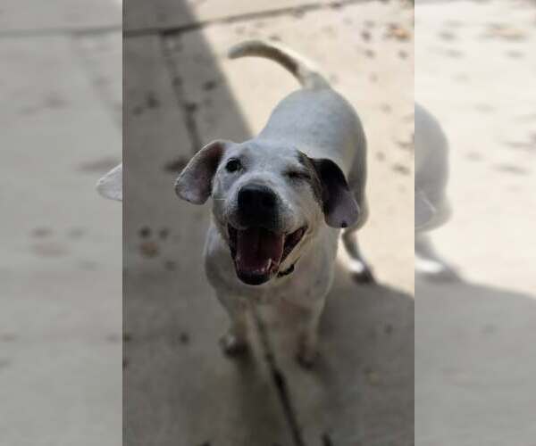 Medium Photo #5 Labrador Retriever-Unknown Mix Puppy For Sale in Woodsfield, OH, USA