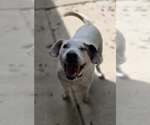 Small #4 Labrador Retriever Mix