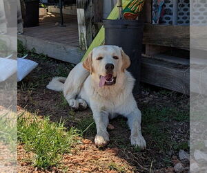 Anatolian Shepherd-Great Pyrenees Mix Dogs for adoption in Vail, AZ, USA