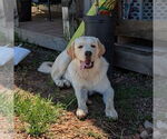 Small Anatolian Shepherd-Great Pyrenees Mix