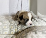 Small #9 Pembroke Welsh Corgi