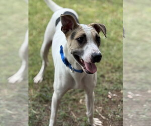 Horus - Male Lab-Pointer Dog for Adoption - Photo #3