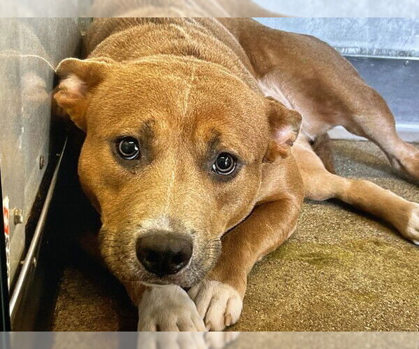 Medium Photo #1 American Pit Bull Terrier Puppy For Sale in San Bernardino, CA, USA