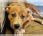 Small American Pit Bull Terrier