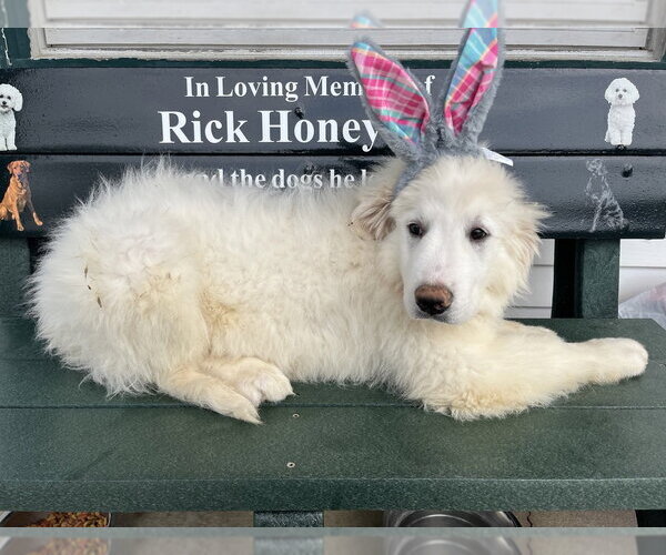 Medium Photo #4 Great Pyrenees Puppy For Sale in Osgood, IN, USA