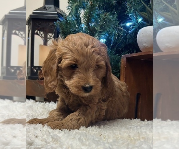 Medium Photo #4 Goldendoodle (Miniature) Puppy For Sale in HULL, IA, USA