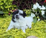 Small #4 Pomeranian