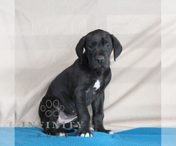 Medium Photo #2 Great Dane Puppy For Sale in BROGUE, PA, USA