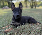 Puppy Turquois Collar German Shepherd Dog