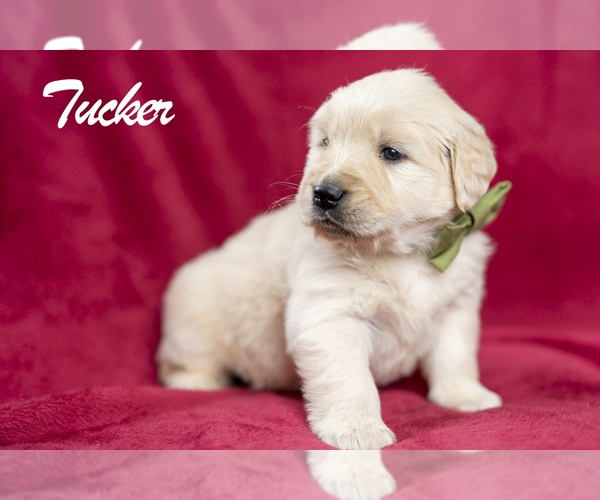 Medium Photo #1 Golden Retriever Puppy For Sale in RIVERTON, UT, USA