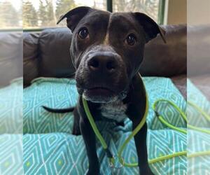 American Staffordshire Terrier-Unknown Mix Dogs for adoption in Anchorage, AK, USA