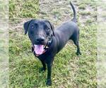 Small #1 Labrador Retriever