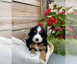 Puppy 3 Bernedoodle (Miniature)