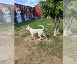 Small #5 Huskies  Mix