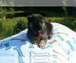 Small #8 German Shepherd Dog