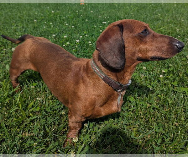 Medium Photo #4 Dachshund Puppy For Sale in Shelbyville, TN, USA