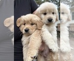 Small #1 Golden Retriever