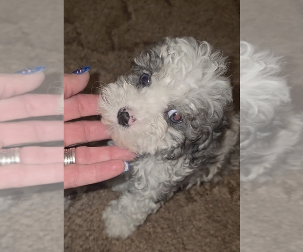 Medium Photo #13 Poodle (Toy) Puppy For Sale in DYERSBURG, TN, USA