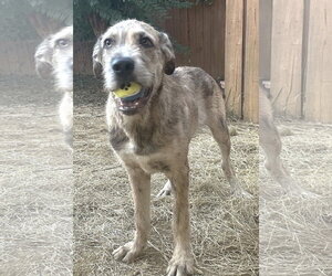261486  Aslan - Male Labrador Retriever-Unknown Mix Dog for Adoption - Photo #2