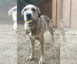 Small Photo #2 Labrador Retriever-Unknown Mix Puppy For Sale in Wetumpka, AL, USA