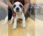 Small #3 Engatzu Spaniel-Frenchie Pug Mix