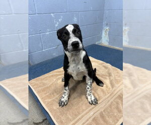 Mutt Dogs for adoption in Woodland, CA, USA