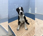 *EEYORE - Male Mutt Dog for Adoption - Small photo