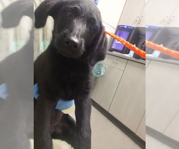Medium Photo #1 Labrador Retriever-Unknown Mix Puppy For Sale in Las Vegas, NV, USA