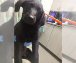 Small Labrador Retriever Mix