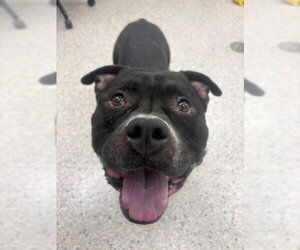 Mutt Dogs for adoption in Brighton, CO, USA