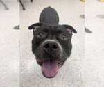 *ROSWELL - Male Mutt Dog for Adoption - Small photo